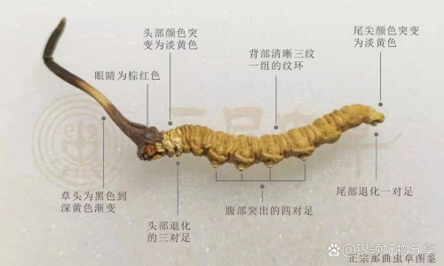 火箭药膏功效-火箭牌药膏主治-专业火箭药膏功效平台-火箭软膏是治什么病